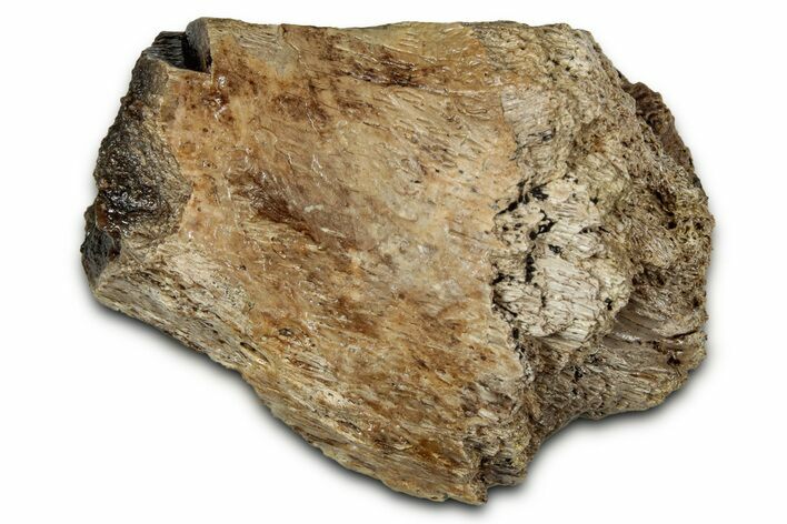 Fossil Tyrannosaur (T rex) Bone Section - Wyoming #342664